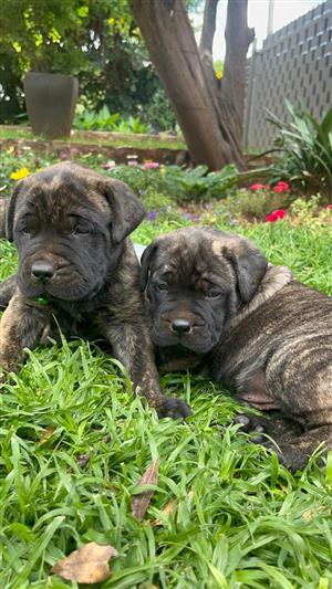 Purebred Bullmastiff Puppies