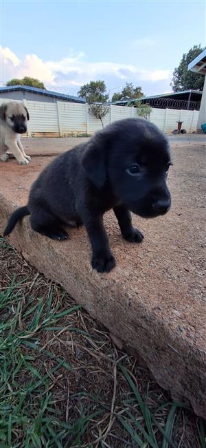 Labrador puppies for sale 
