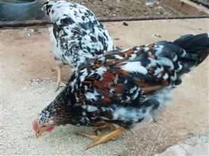 Pretoria Boschvelders 1 rooster 4 hens