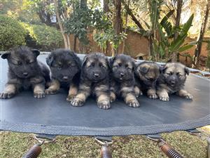German Shepherd Puppies