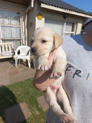 Labrador Puppies for sales 