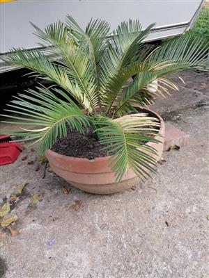 Garden pot plants variety 