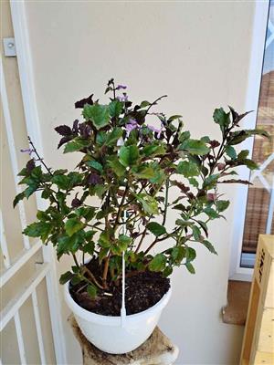 Plectranthus 'Magic Mona' Hanging Baskets