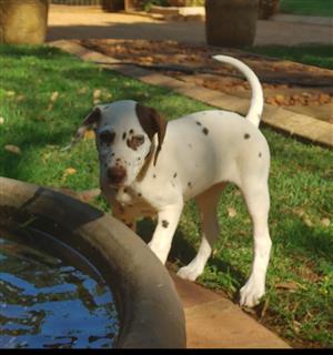 Dalmatian puppy