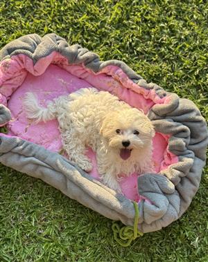 Dog beds