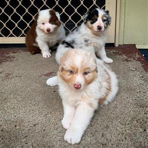 Australian shepherd puppies for sale