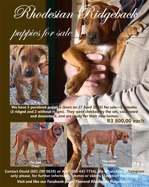 Purebred Rhodesian Ridgeback puppies for sale