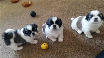 Pure bred small breed Pekingese puppies