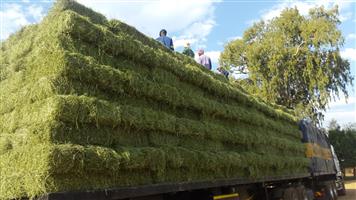Lucerne small bales For Sale