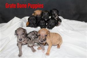 great dane puppies for sale 
