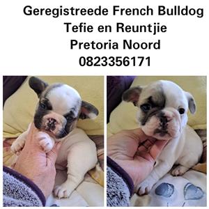 French bulldog Puppies
