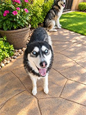 Husky puppy