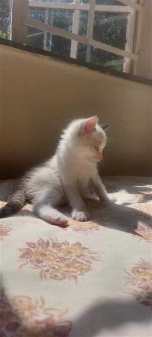Siamese kitten