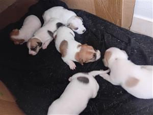 Jack Russell Puppies