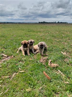 Anatolian Shepherd Puppies / Anatoliese Herdershondjies