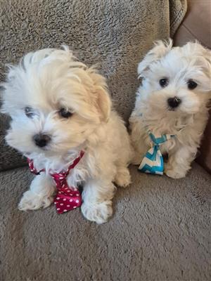 Miniature  maltese puppies