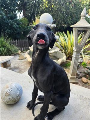 Grayhound 