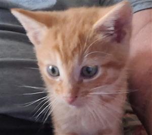 Cute Ginger baby kittens for sale 