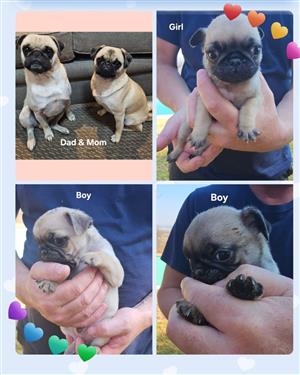 Pug puppies