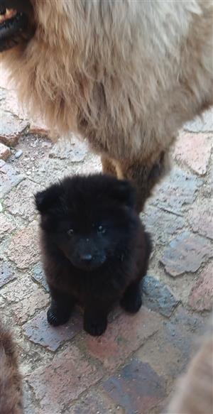 Lovely Chow Chow puppy