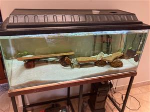 1.2m Fish tanks Setups for Sale