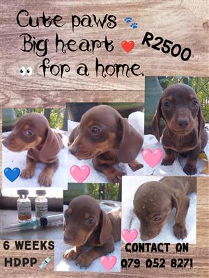 Dashound puppies 