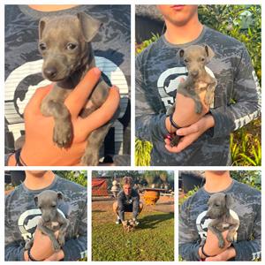 Italian Greyhound Puppies