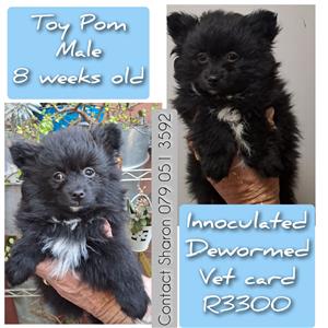 Two black pomeranian males are looking for their forever home