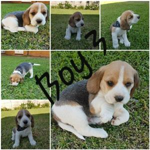 Cutest beagle boys
