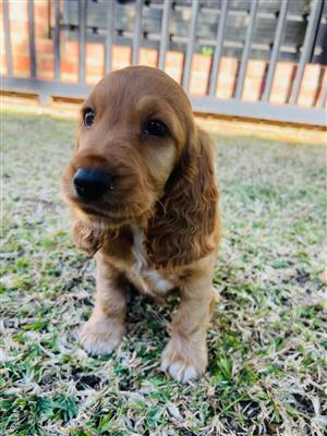 Pure Bred Cocker Spaniel Puppy