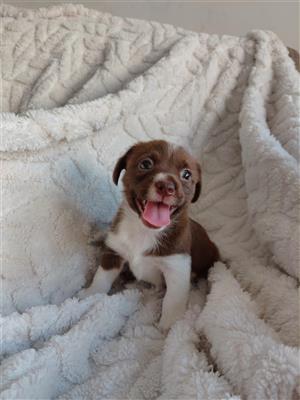Pekingese cross dachshund puppies 