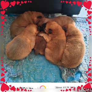 Beautiful Purebred Chow Puppies for Sale