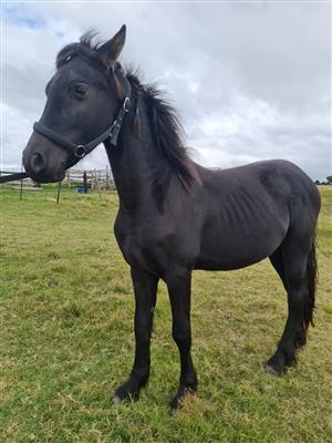 Friesian colt for sale 
