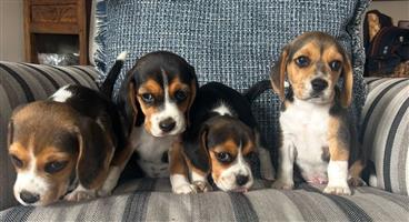 Beagle Puppies