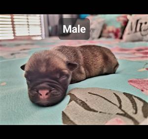 French Bulldog puppies
