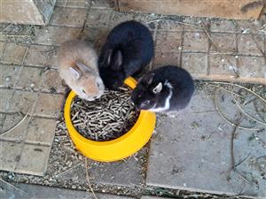 Netherland dwarf rabbits 3months old