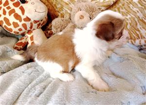  Yorkie Biewer puppies 