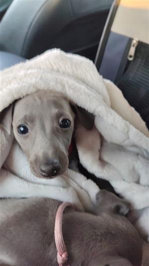 Italian greyhound puppy available right now.