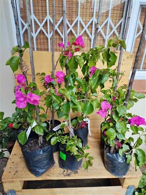 Lovely Bougainvillea Poultonii 