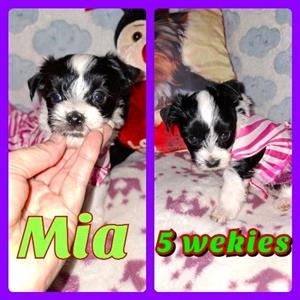 pragtige opregte kb biewer yorkie 