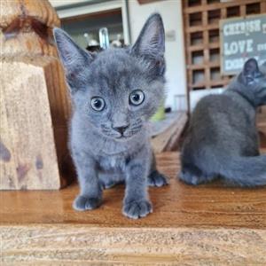 Beautiful hypo allergic kittens