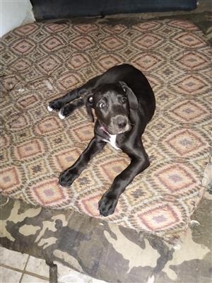Pure Bred Great Dane Female Puppy for sale