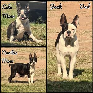 Pure Bread Boston Terrier puppies 