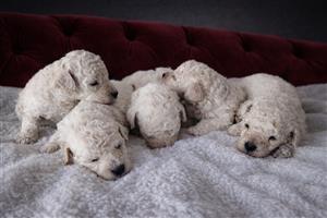 Adorable miniature French poodle males available 