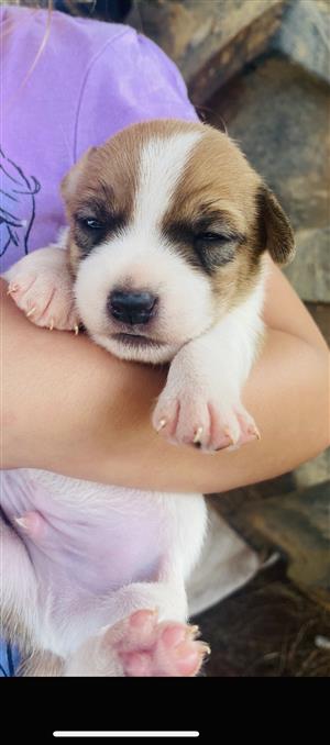 Pure short legged Jack russel puppies for sale 