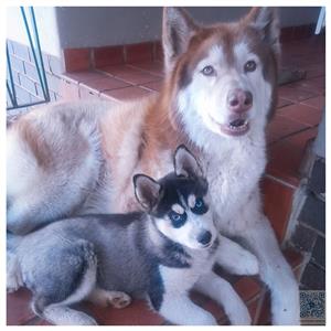 Purebred Siberian Husky female 