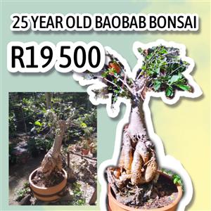 25 Year Old Baobab Bonsai