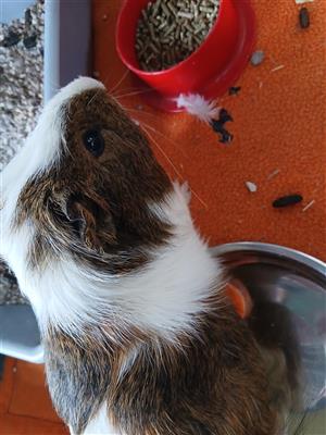 Gorgeous guinea pig