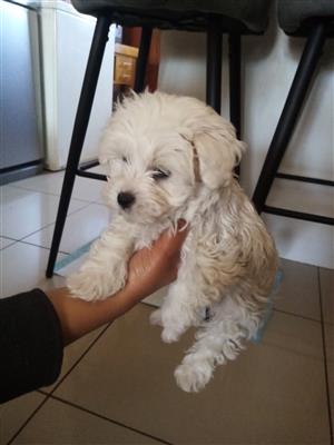 Miniature maltese puppy
