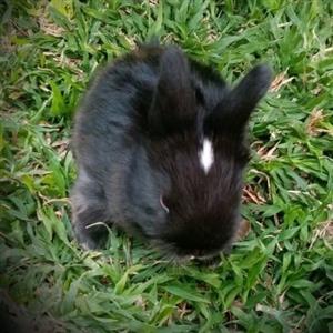 Angora rabbits(Dwarf)